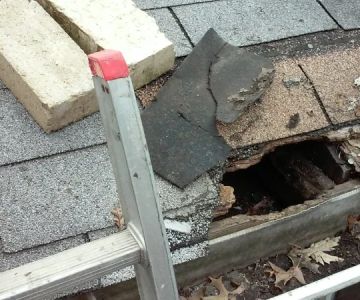 Roof Repairs After Animal or Pest Damage: Solutions for Birds, Rodents, and Insects in Canada