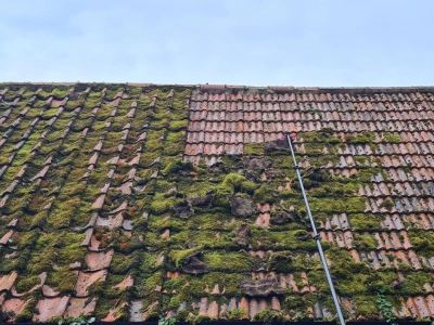 How to Deal with Moss & Lichen Growth on Roof Shingles