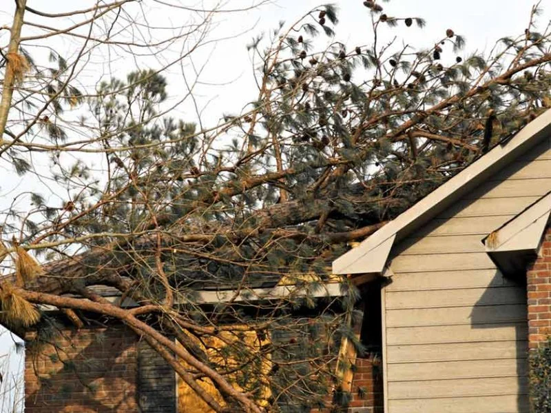 How Tree Branches & Nearby Vegetation Can Cause Roof Damage