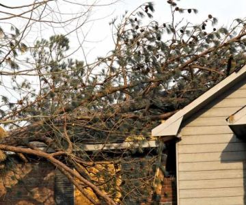 How Tree Branches & Nearby Vegetation Can Cause Roof Damage