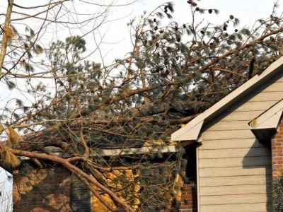 How Tree Branches & Nearby Vegetation Can Cause Roof Damage