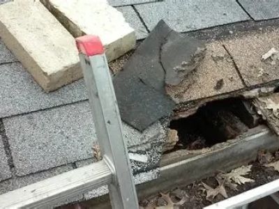 Roof Repairs After Animal or Pest Damage in Canada: Birds, Rodents, and Insects