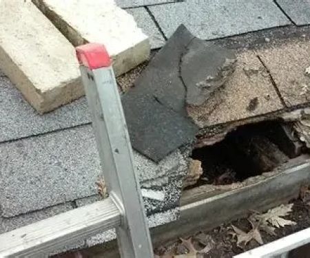Roof Repairs After Animal or Pest Damage in Canada: Birds, Rodents, and Insects