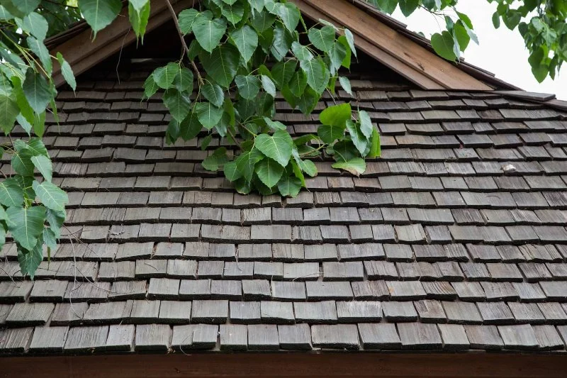 Cedar Shake Roof Maintenance in Canada Cost, Lifespan and Care Guide